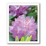 Greeting Card Of Purple Rhododendron Flowers by Kurt Neumann